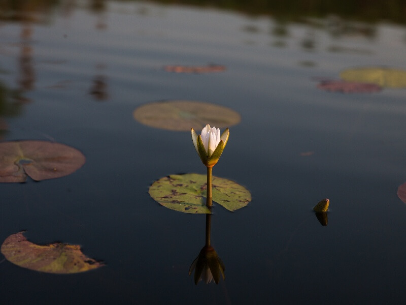 Lotus in Okavango Delta