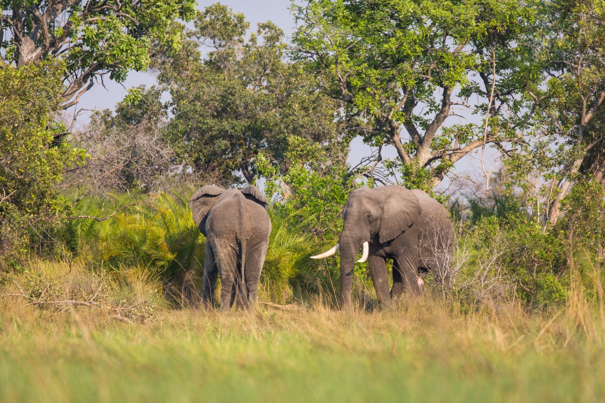 Elephants in Okvango Delta