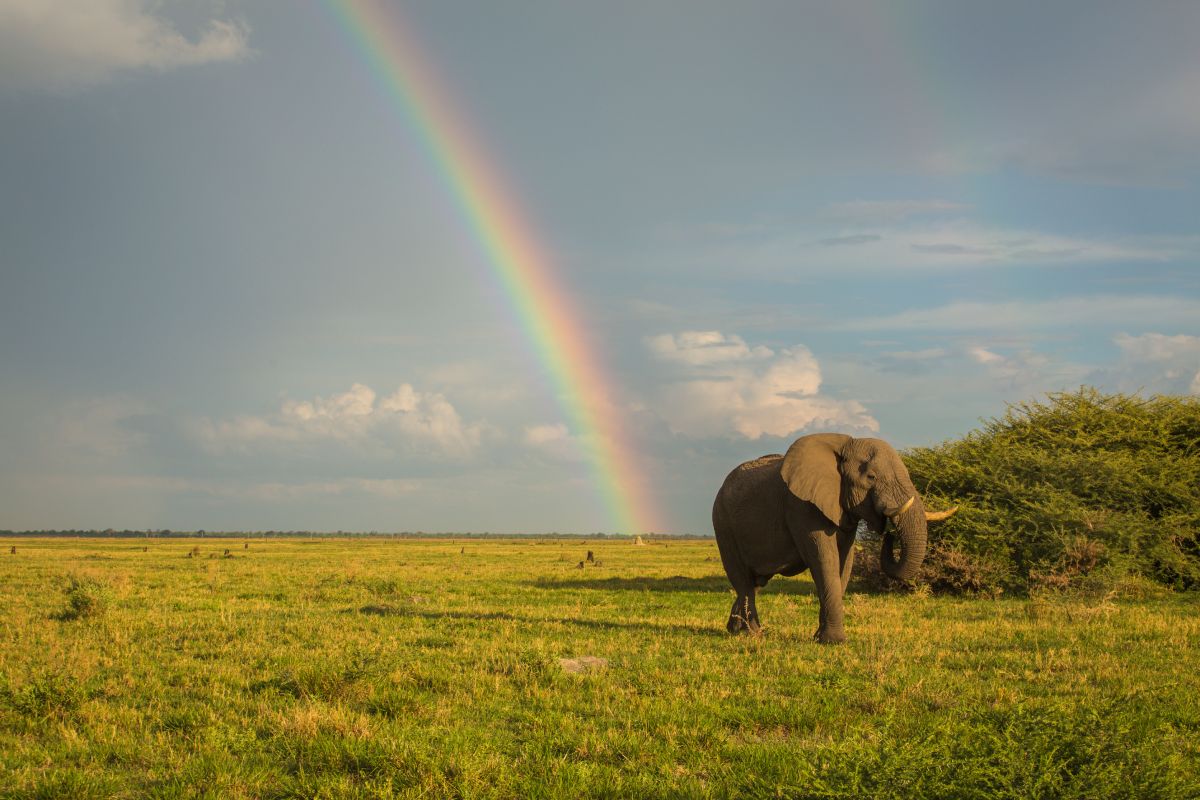 Elephant walking in Savute