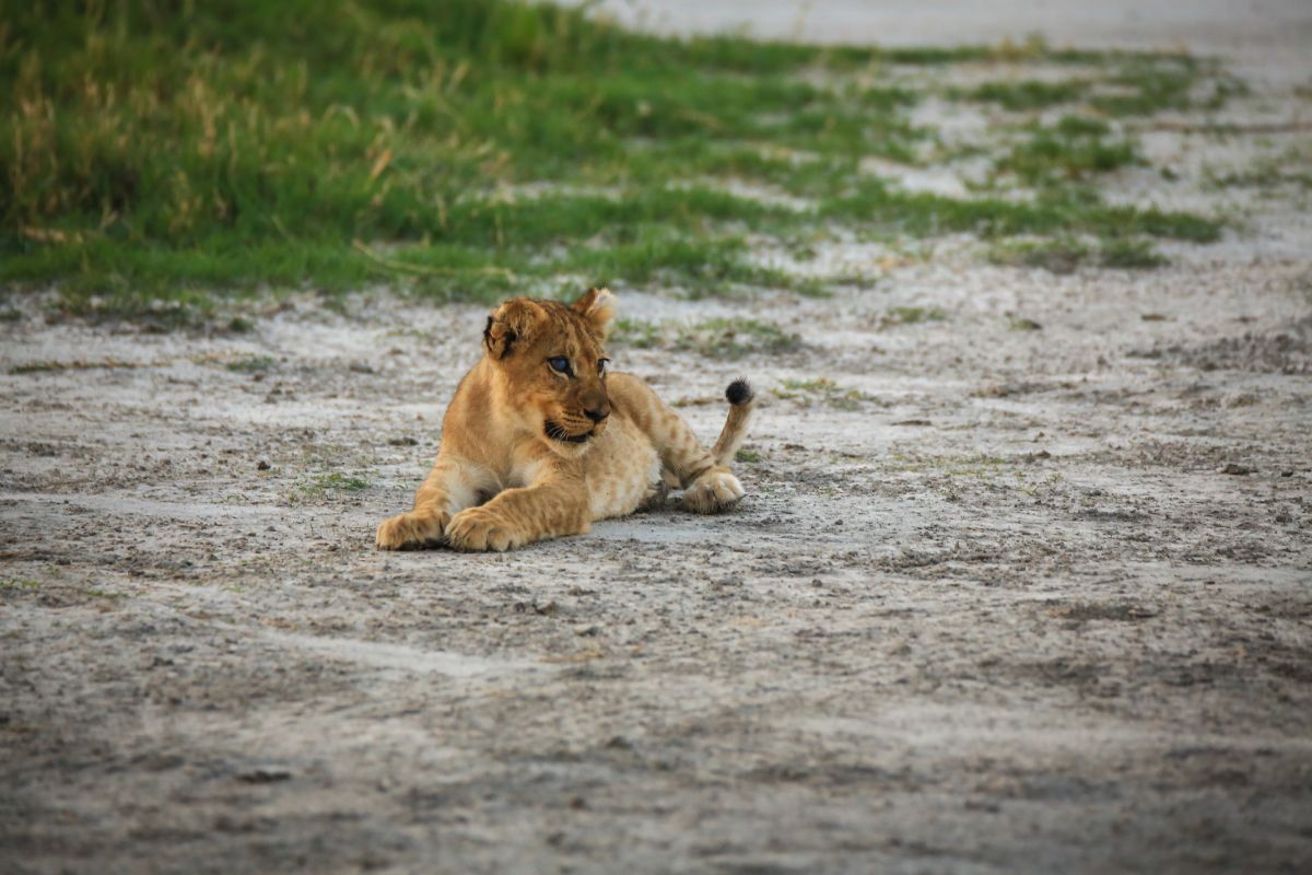 Lion cub in Savute