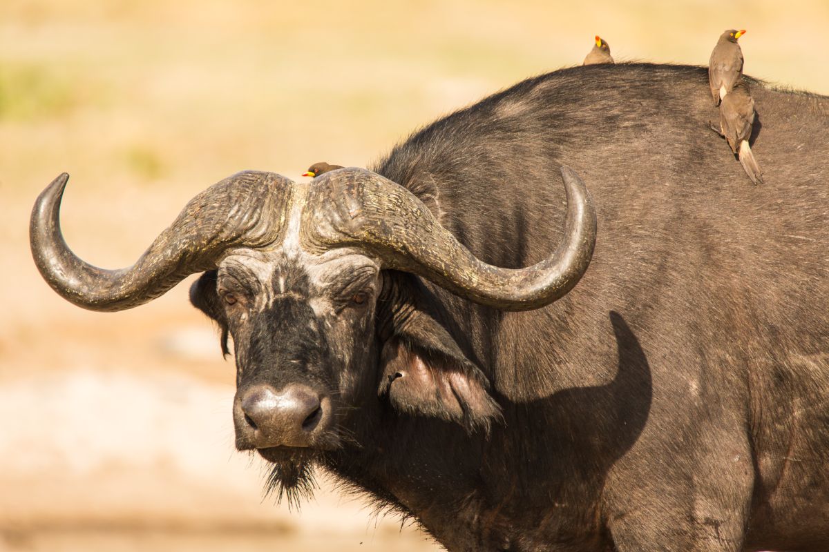 Buffalo in Savute