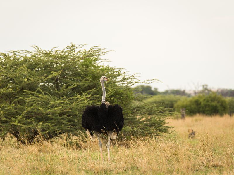 Ostriches in Savute