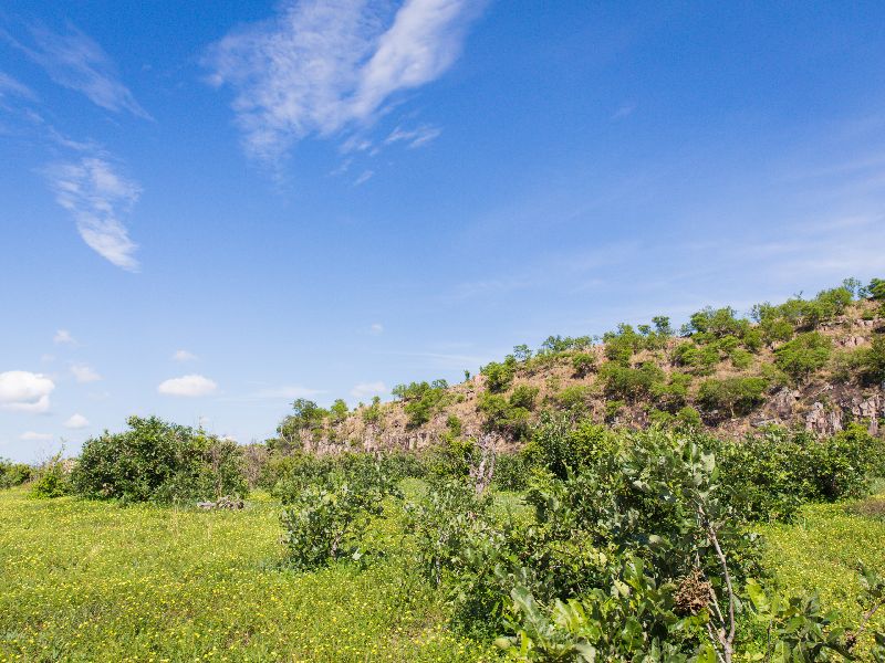 Trees in Savute