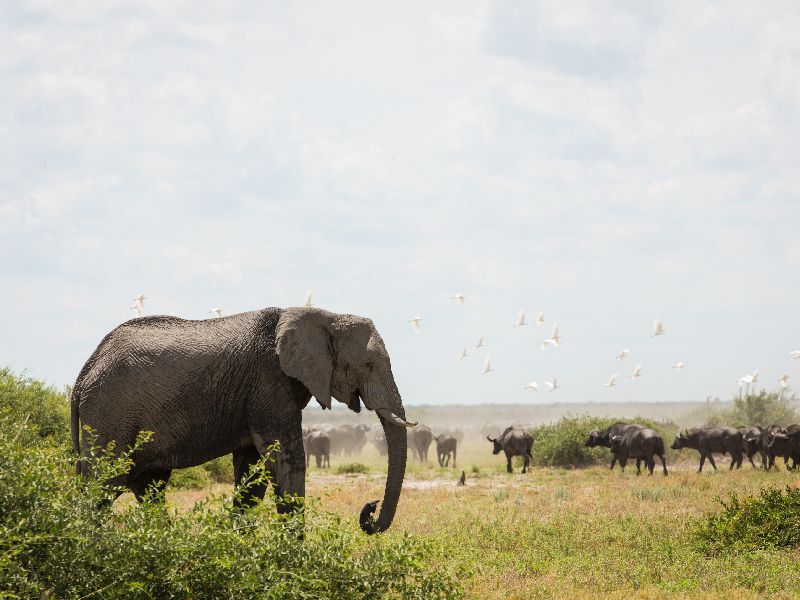 Elephant in Savute