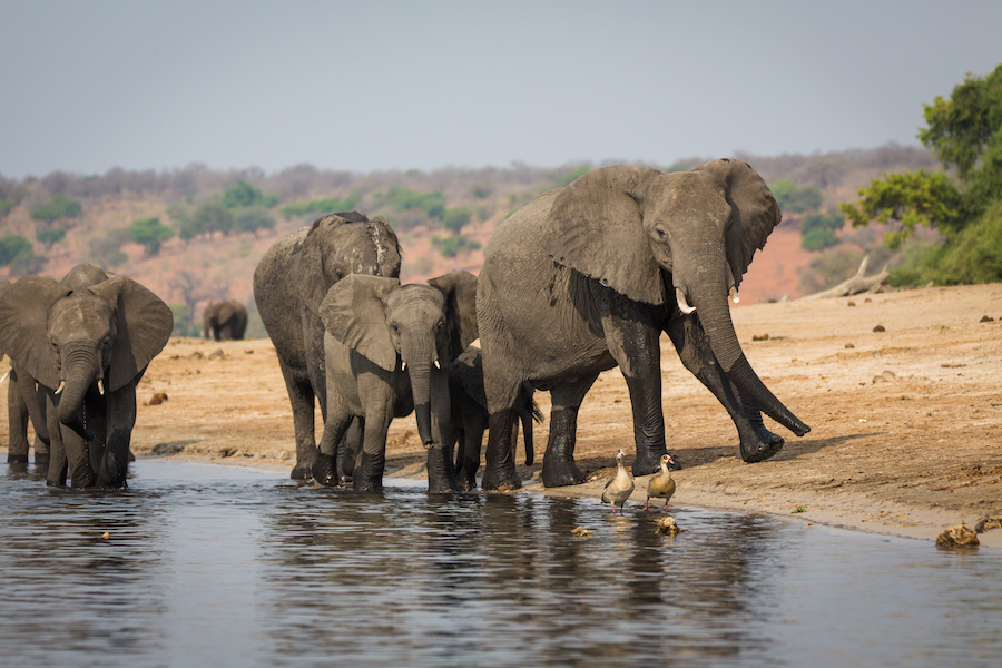 Read more about the article Chobe / Savute Gallery