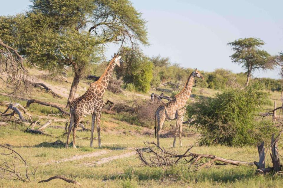 Read more about the article Makgadikgadi