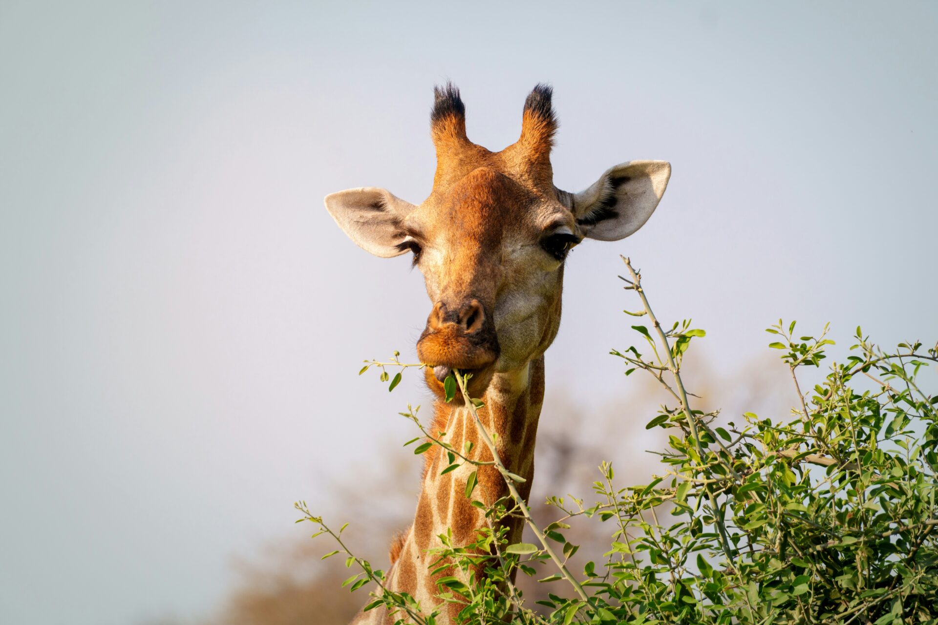 Mastering Safari Photography: Tips for Capturing the Wild in Frame