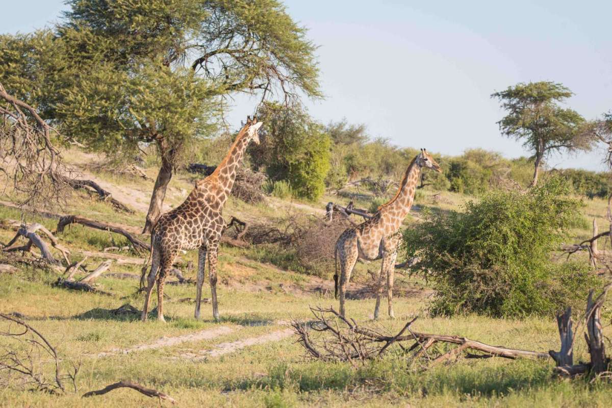 Makgadikgadi