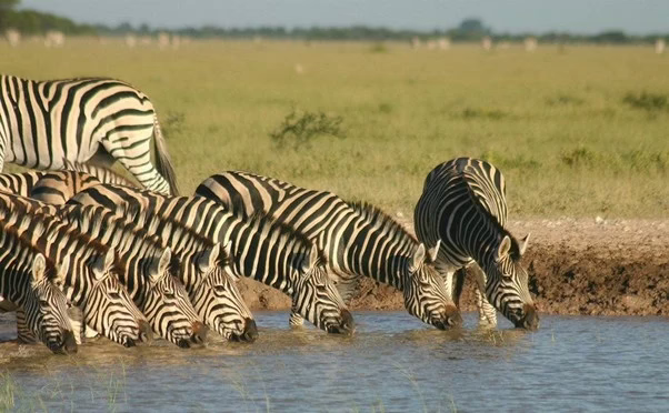 You are currently viewing How Botswana Transforms in the Dry Season