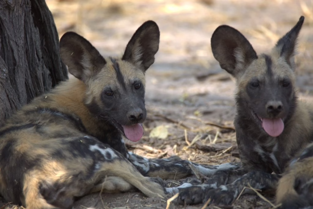 Cute animals in the Bush