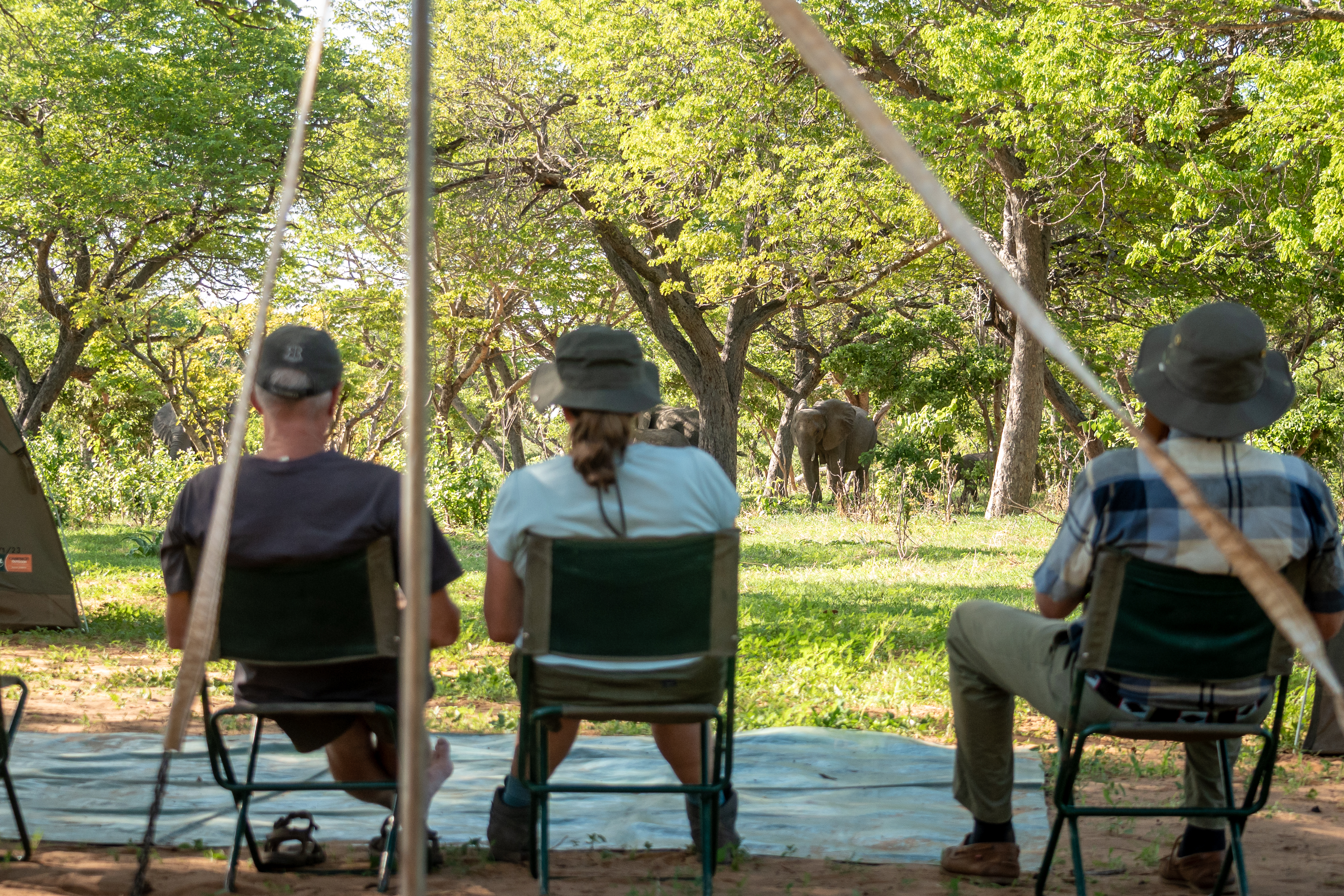 Safari Types