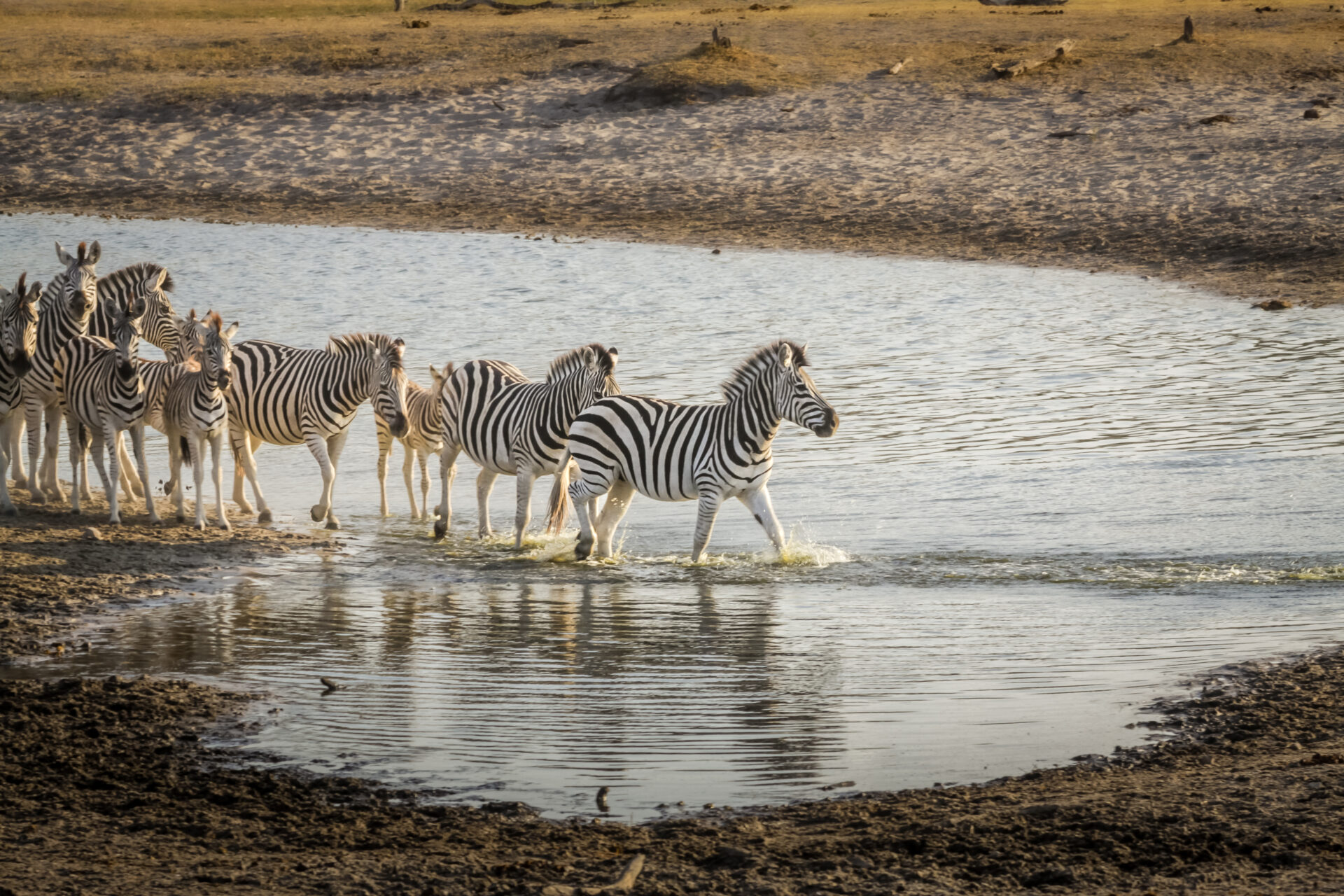 When and Where to see the Makgadikgadi Zebra Migration