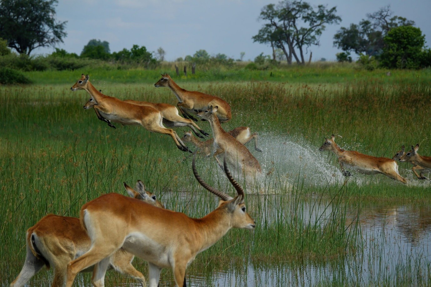 Botswana Green Season: When to Go, What to Expect & Why It Matters