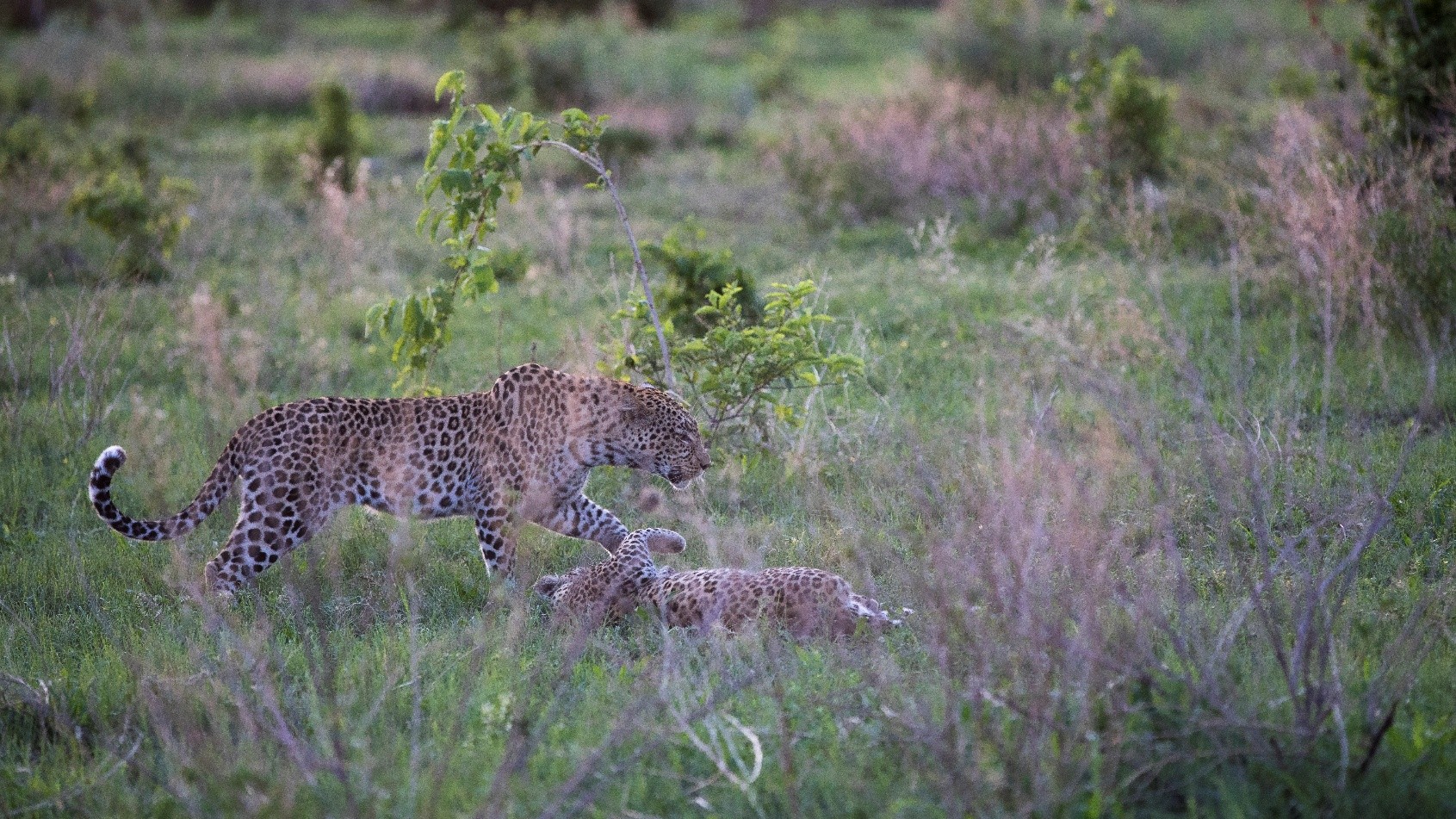 Cost and Value: Is Botswana More Expensive Than Kenya?