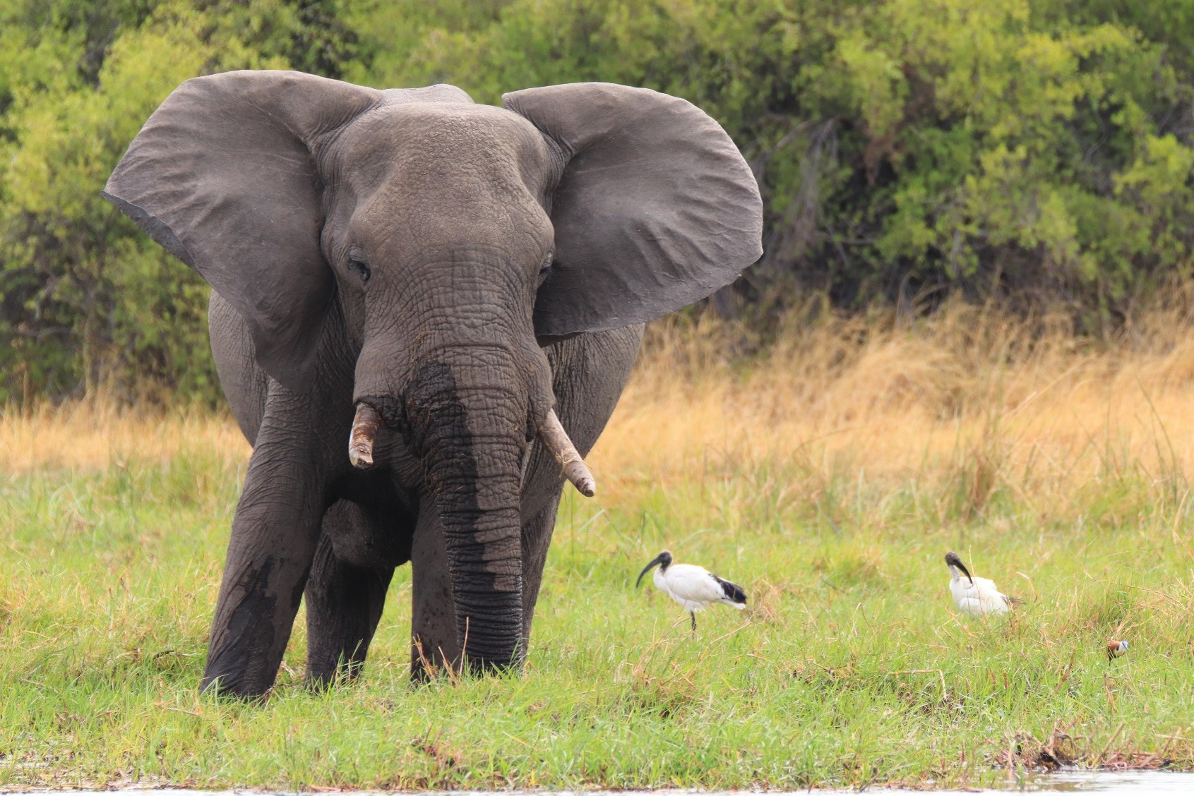 Wildlife Viewing