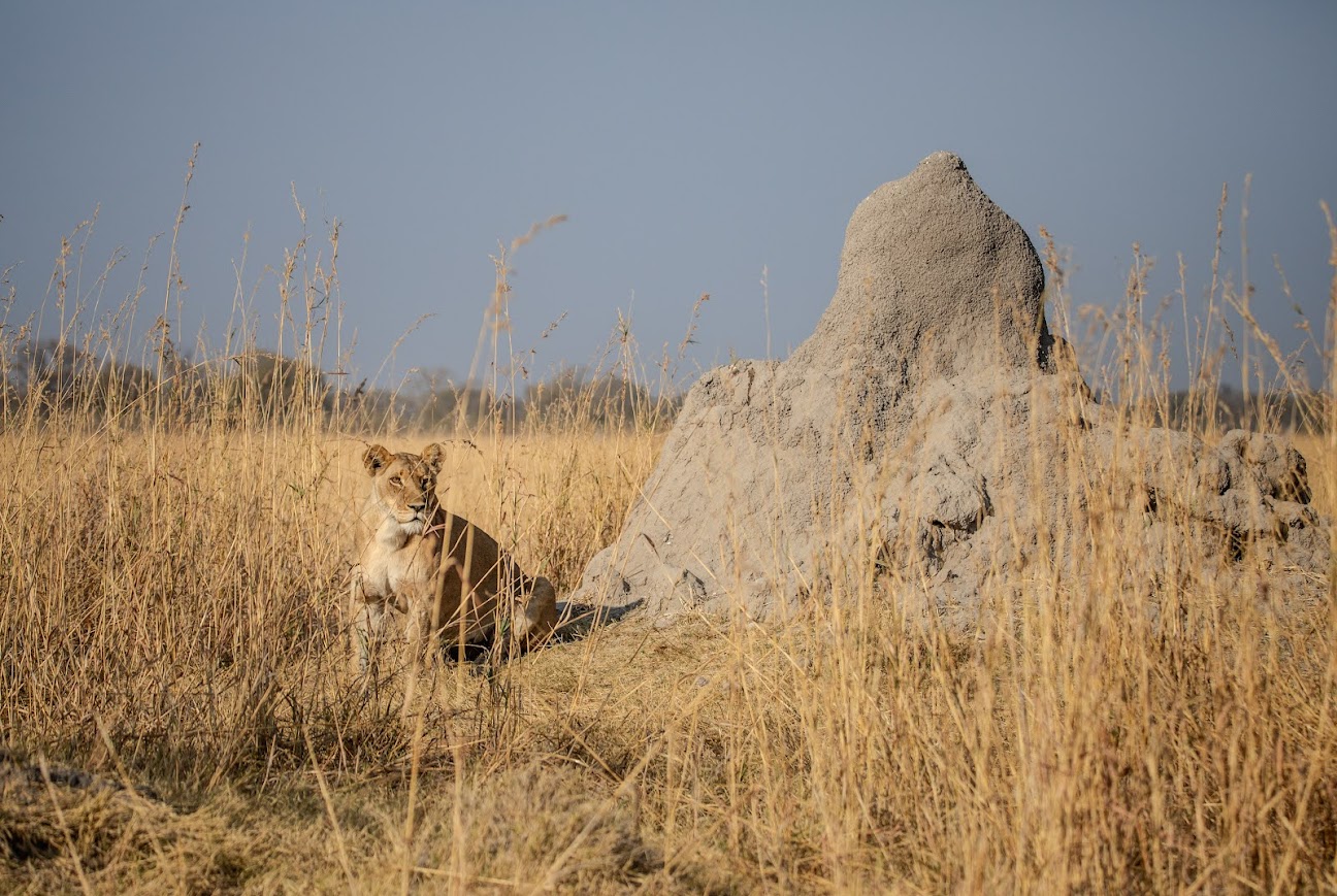 What Predators Can You See on a Botswana Safari?