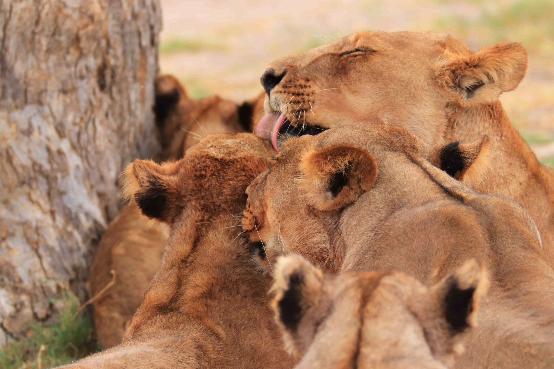 What is The Best Time of Year to See Lions