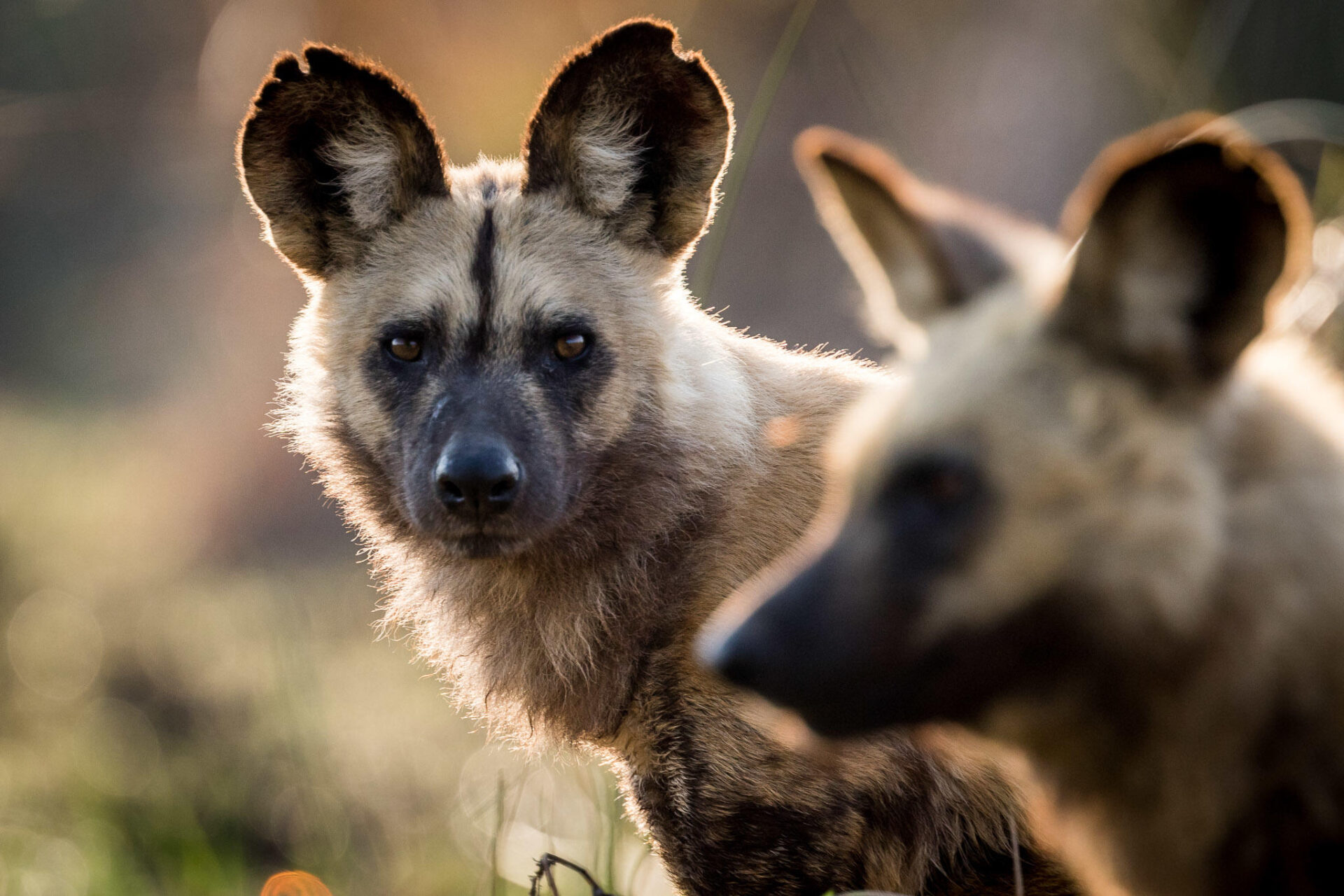 African Wild Dog